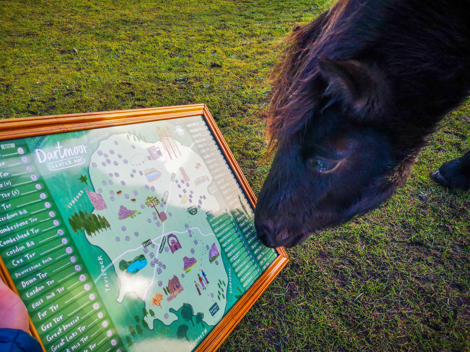Outdoor Scratch Maps Dartmoor Pony